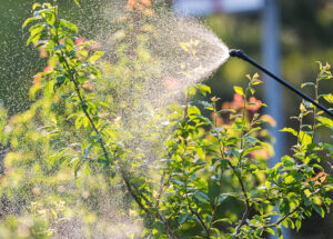 Pre-Emergent Herbicides Dallas TX