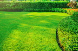 Weed Control Services in Frisco, TX provided by Lawn Sense.