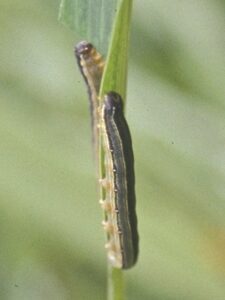 Army worm 