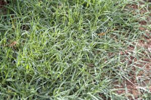 Bermuda Grass in one of the most popular types of grass in Texas