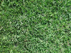 Buffalo grass