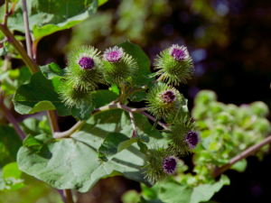 Burdock
