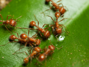 Fire Ants