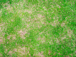 Texas lawn suffering from lawn fungus