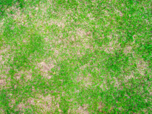 Lawn that has been damaged by Bermudagrass mites