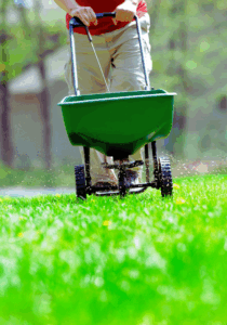 man fertilizing lawn with synthetic rather than organic fertilizer 