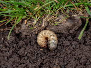 close up of lawn grub on dallas texas lawn