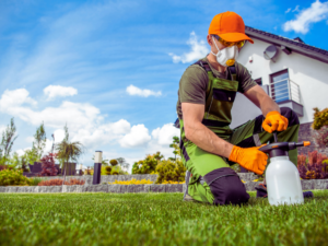 Lawn specialist applying long lasting pre emergent herbicide 