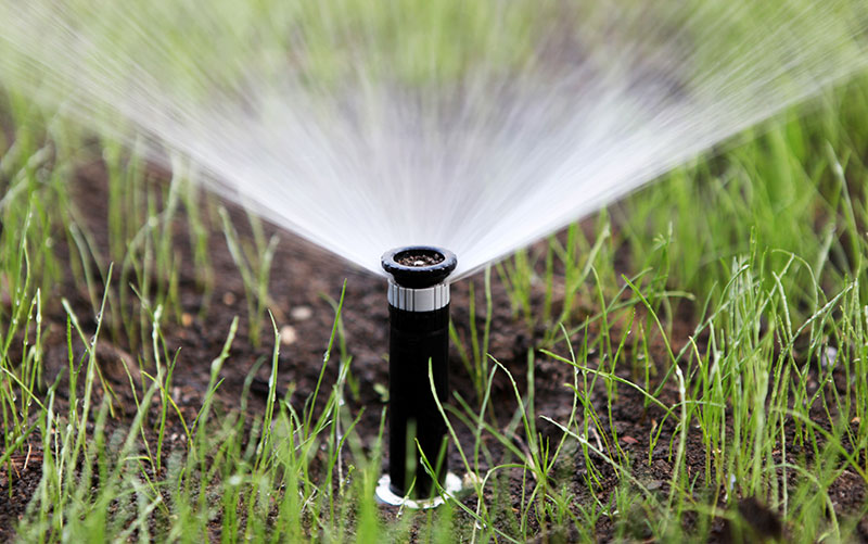 A sprinkler head popping out of the ground and spraying
