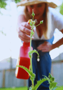 Woman spraying weed with post-emergent 