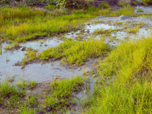 wet soggy patch of lawn created by sprinkler leak
