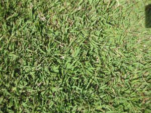Zoysia grass