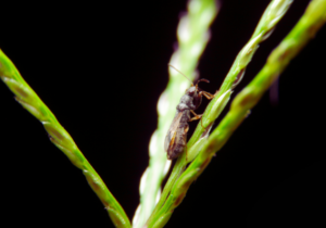 Closeup of chinch bug lawn damage