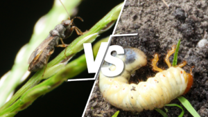Chinch bugs vs grubs comparison 