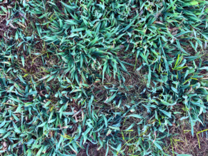 crabgrass