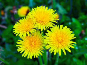 dandelions - a common north texas weed