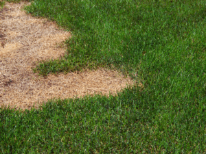 Dead spots on lawns as a result of uneven watering