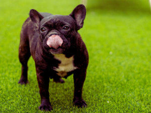 Is Pre-Emergent Safe for Dogs?