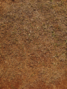 Dead brown grass as a result of drought