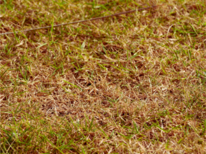 Lawn with dry brown grass