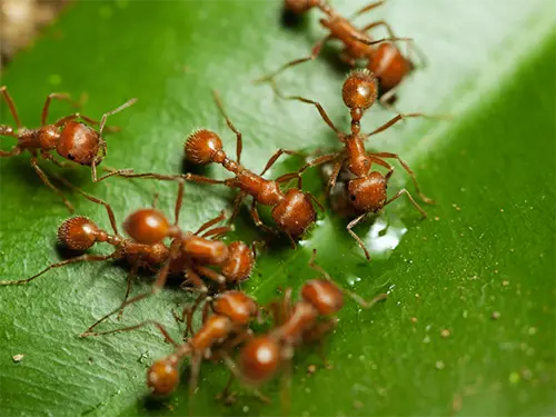 Close-up of fire ants on a leaf indicating a lawn pest infestation