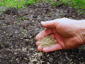 Homeowner laying down grass seed on lawn