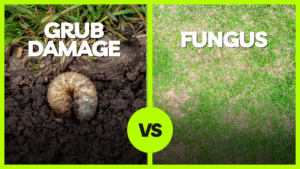 Grub damage vs fungus 
