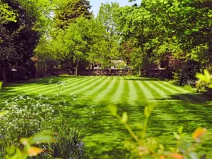 Lush green lawn after professional lawn fertilization in Allen, TX by Lawn Sense