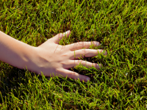 Homeowner touching lawn full of thick grass