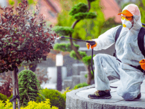 professional landscape performing pest control during summer in Dallas, TX