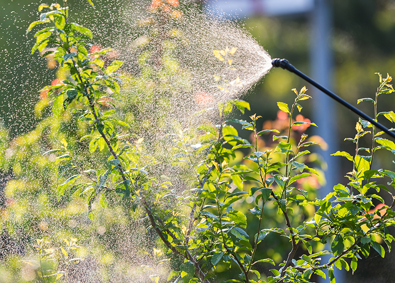 Lawn Disease Treatement for Garland, TX