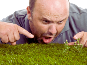 common weeds in north texas