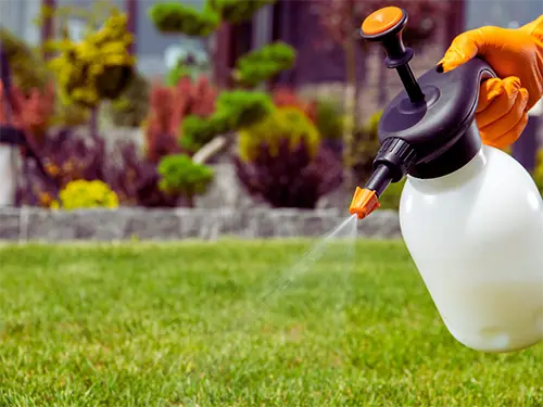 Close-up of lawn weed control treatment being applied with a handheld sprayer