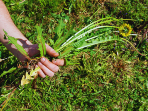 Homeowner pulling out weeds that keep coming back