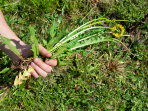 life cycle of weeds