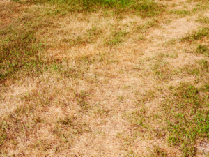 Dallas lawn turning yellow